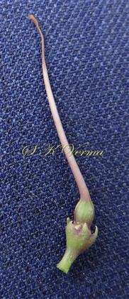  Pistil